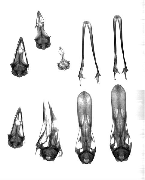 File:X-ray skull22 hg.jpg