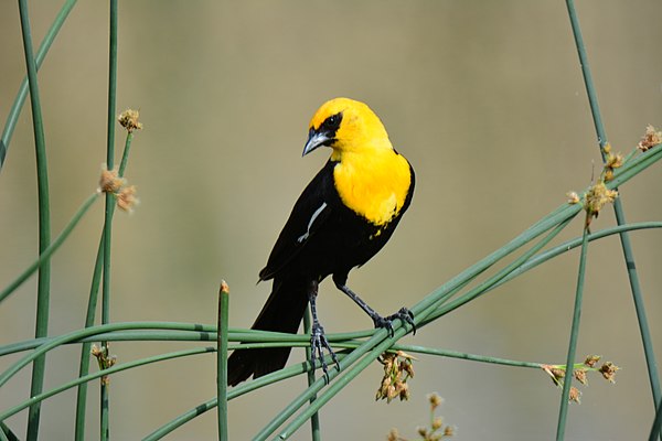 Image: Yellow Headed Blackbird "Posing" for the Camera (22727158809)