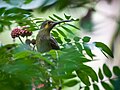 Yellow-eared Spiderhunter (14080068385).jpg