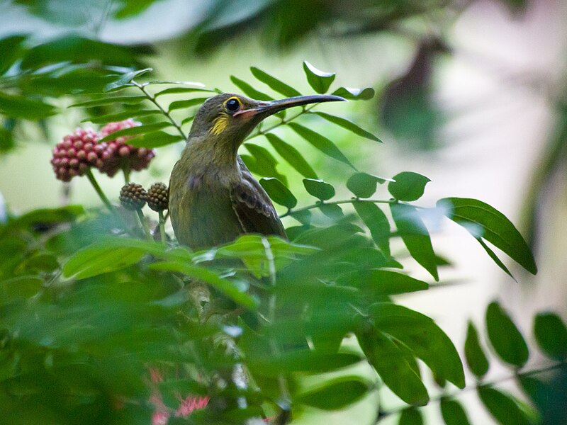 File:Yellow-eared Spiderhunter (14080068385).jpg