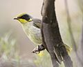 Сары түкті Honeyeater (Lichenostomus melanops) - Flickr - Lip Kee (1) .jpg