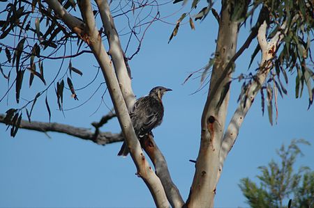 Tập_tin:Yellow_Wattlebird.jpg