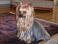 A silver-blue and pale cream Yorkshire Terrier, with characteristic long hair