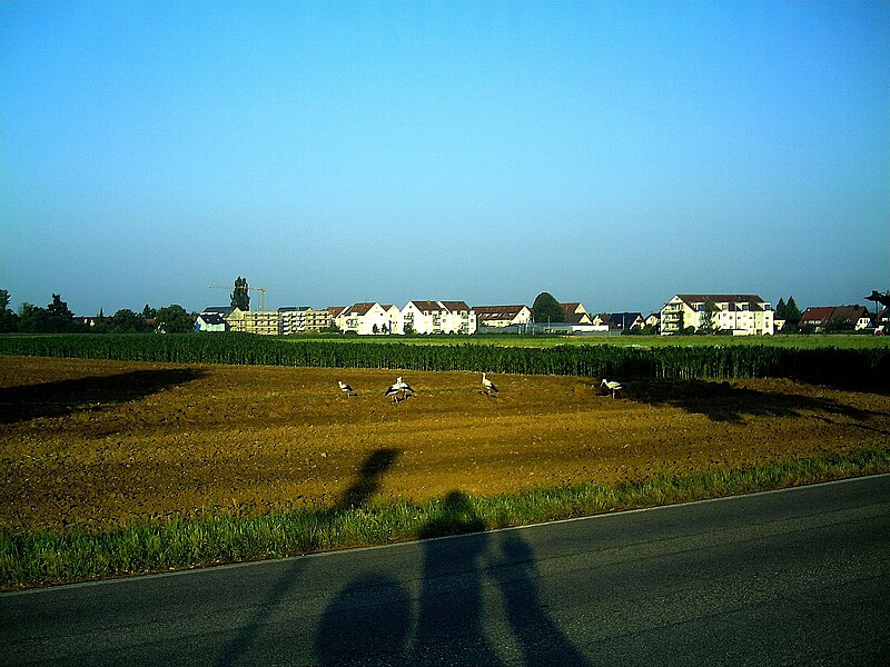 File:Young storks - panoramio (2).jpg