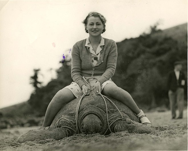 Young woman sitting astride a turtle (7694202096).jpg