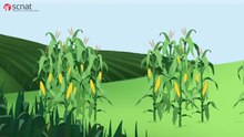 Fișier: Plant Breeding Methods.webm