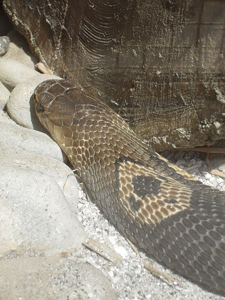 File:Zoo Kathmandu Nepal (5085894123).jpg