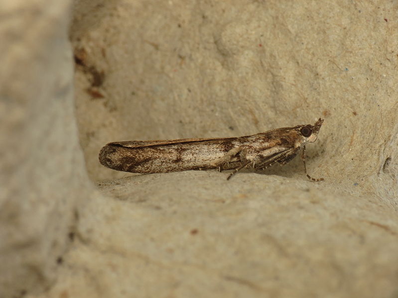 File:Zophodia grossulariella (13992928406).jpg