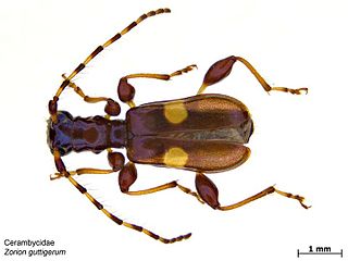 <i>Zorion guttigerum</i> Species of insect