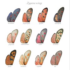 Morphology of Zygaena, by Francisco Martinez Clavel