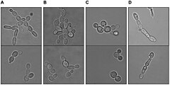 Description de l'image Zygosaccharomyces rouxii.jpg.