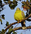 এজনী হাইঠা চৰাইৰ ছবি, Yellow footed green pigeon (cropped).JPG