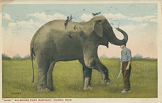 Babe the elephant at Walbridge Park in 1916 "Babe", Walbridge Park elephant, Toledo, Ohio - DPLA - 6777c0761ba2881404729e3cc9593207 (page 1).jpg
