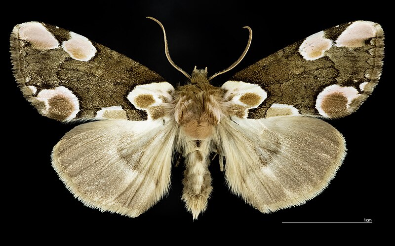 File:(MHNT) Thyatira batis - Kunstat Czech Republic - male dorsal.jpg