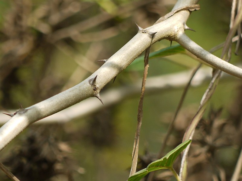 File:¿ Acacia catechu ? (4695548450).jpg