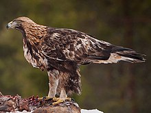 Wintering eagle of the nominate subspecies in [[Finland]]