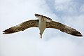 Larus cachinnans in flight (cat.)