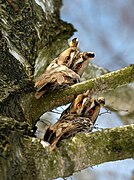 Duo of long-eared owls