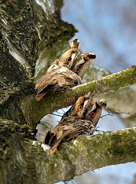Дві сови виду «сова вухата» на гілці, Національний природний парк «Кременецькі гори». Найкраща фотографія Тернопільської області (Byrdyak)