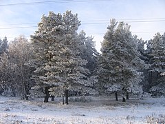 Winter in the Altai Krai – Russia