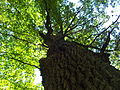 Zomereik (Quercus robur) in deelgebied "Bos aan de Vorskla".