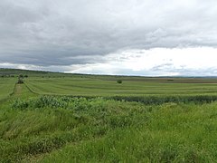 Field in Novo Selo