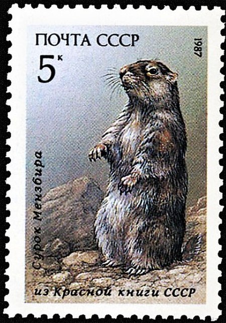 Marmota menzbieri