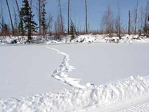 Росомаха подошла к следу снегохода и вернулась.jpg