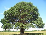 Сосна обыкновенная (Pinus sylvestris L.)