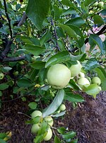 صورة مصغرة لـ تفاح أخضر