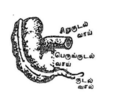 11:20, 2 மார்ச்சு 2020 இலிருந்த பதிப்புக்கான சிறு தோற்றம்