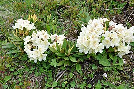 Kaukasian rododendroni