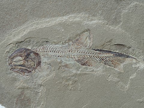 Phanerosteon was a Bony fish belonging to the extinct order Palaeonisciformes.