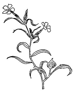 <i>Silene conoidea</i> Species of flowering plant