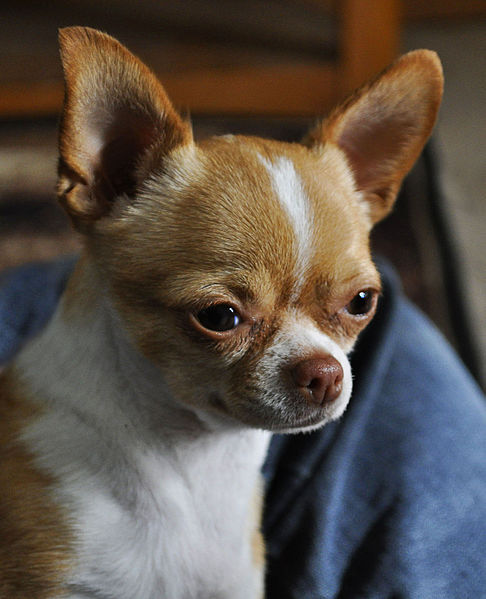 File:01 Chihuahua head.jpg
