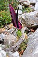044 Dracunculus vulgaris at Akrotiri peninsula, Crete, Greece.jpg