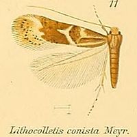 11-Phyllonorycter conista (Meyrick, 1911) (Lithocolletis) .JPG