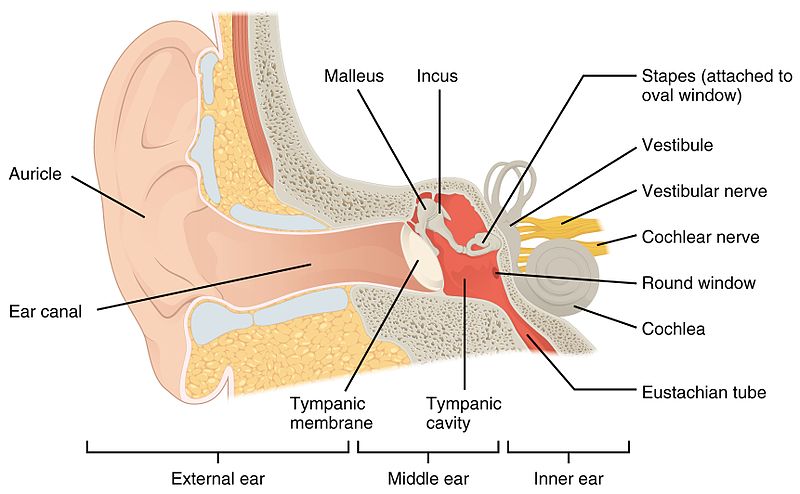 Inner ear (Human Anatomy): Image, Functions, Diseases and Treatments