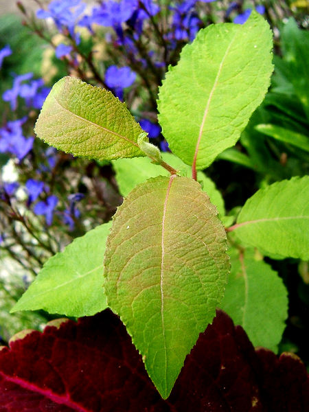 File:2008-08-29Salix caprea039.jpg