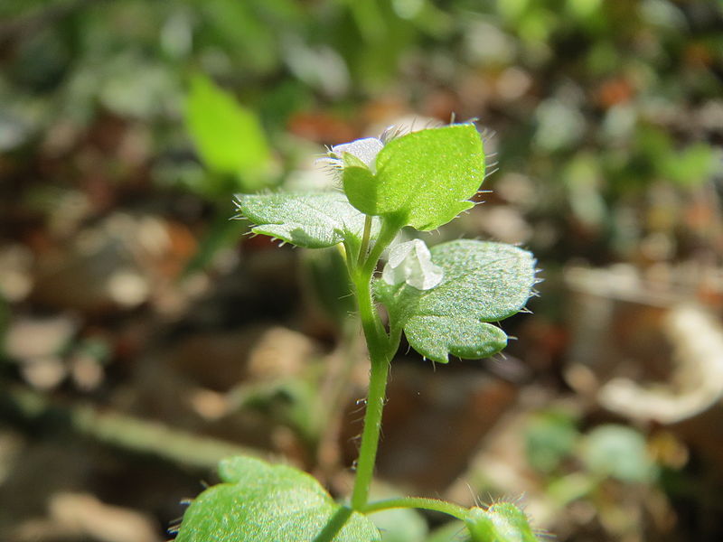 File:20150418Veronica hederifolia2.jpg