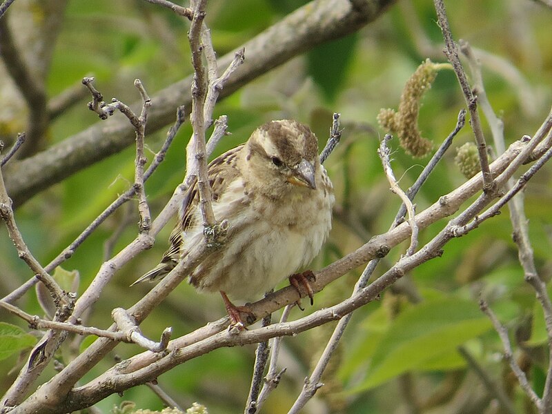 File:2017-05-02 Petronia petronia, Monestir d'Avellanes, Catalunya 06.jpg