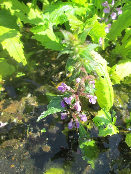 File:20180720Stachys palustris5.jpg