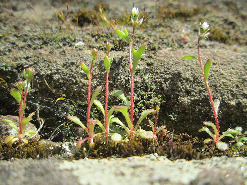 File:20190328Saxifraga tridactylites4.jpg