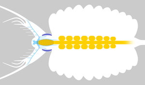 Lobopodia