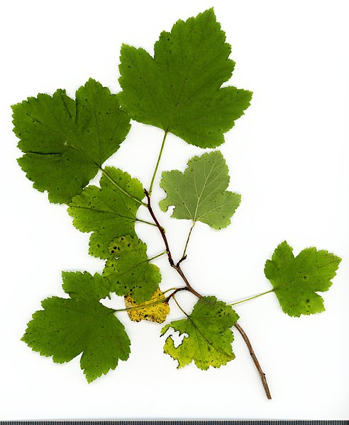 File:2020 year. Herbarium. Physocarpus opulifolius. img-004.jpg