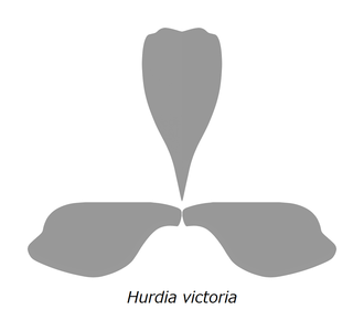H. victoria の甲皮