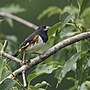 Thumbnail for File:20240626 eastern towhee pleasant valley PD202366 03.jpg