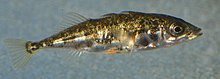 A 3-spined stickleback like those used in Tinbergen's experiments. 3-spined stickleback.jpg