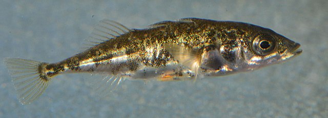 A 3-spined stickleback like those used in Tinbergen's experiments.