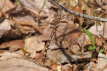 366 - Stream Cruiser - Didymops transversa, Meadowood Farm SRMA, Meyson Nek, Virjiniya - 26410323186.jpg